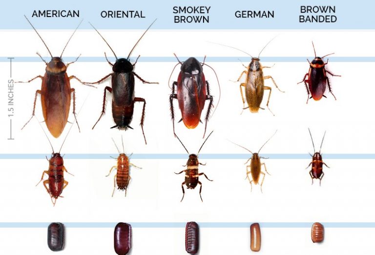 Roaches - Cal Coast Termite Pest Inc