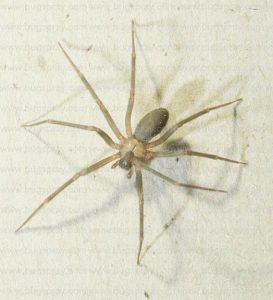 Brown Recluse