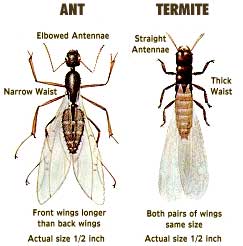Ant & Termite Comparison
