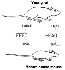 Rat & Mouse Comparison