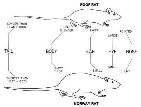 Norway Rat and Roof Rat Comparison