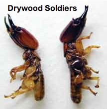Drywood Soldiers