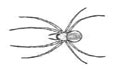 Dwarf Spider