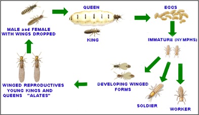 Termite Lifecycle
