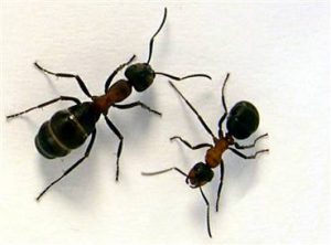 Carpenter Ants